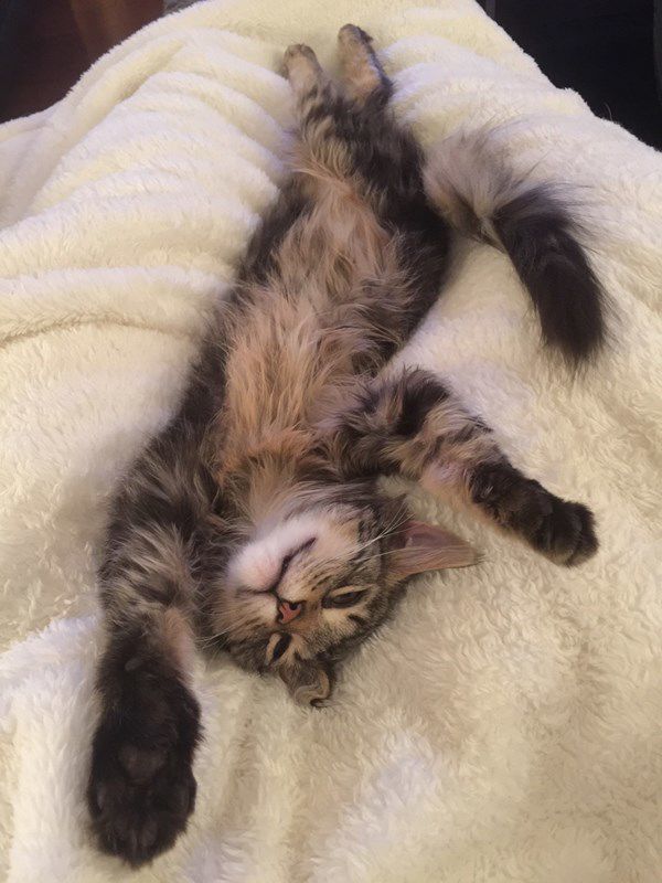 Benjamin aka Benji